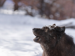  howling canadian wolf in winter against the background