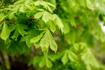 Chestnut with spring green leaves. Chestnut tree close up. Seasonal natural foliage background.