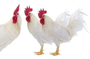 three rooster isolated on a white background