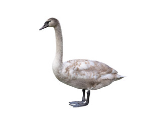 young white swan isolated on white background