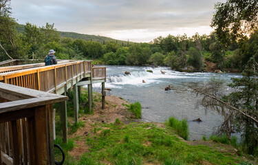 Man walking on the empty viewing platform early morning. Brown bears salmon fishing on the Brooks Falls. Katmai National Park. Alaska. USA.