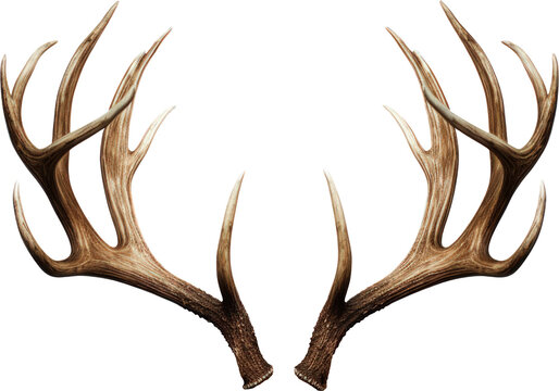 &ldquo;Reindeer Antlers&rdquo; Images – Browse 1,385 Stock Photos, Vectors, and