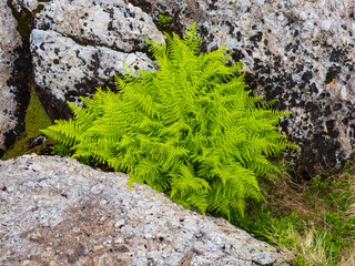 Tranquil Green Fern and Flower Growth in Norwegian Nature