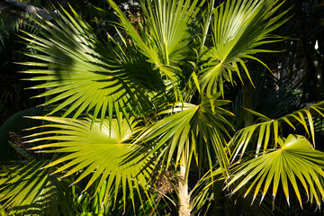 Sunshine on the fronds of a old man palm (coccothrinax crinita), native to Cuba