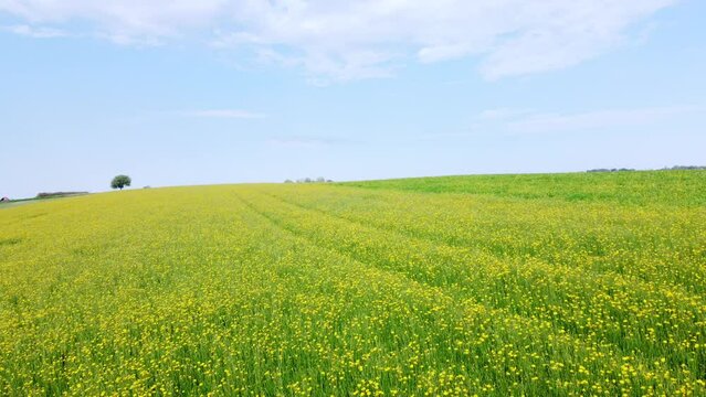 Gelb bl&uuml;hende Wildblumen auf dem Feld, Wiesen-Bocksbart, Tragopogon pratensis, Drohnenperspektive