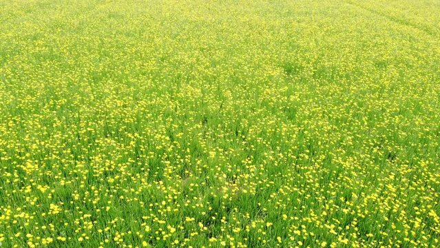 Gelb bl&uuml;hende Wildblumen auf dem Feld, Wiesen-Bocksbart, Tragopogon pratensis, Drohnenperspektive