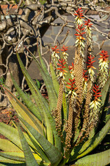 Obraz premium Aloe plant with orange and yellow flowers