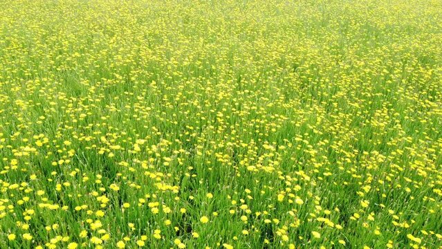 Gelb bl&uuml;hende Wildblumen auf dem Feld, Wiesen-Bocksbart, Tragopogon pratensis, Drohnenperspektive