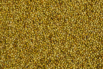 Background or platter of dry coriander seeds