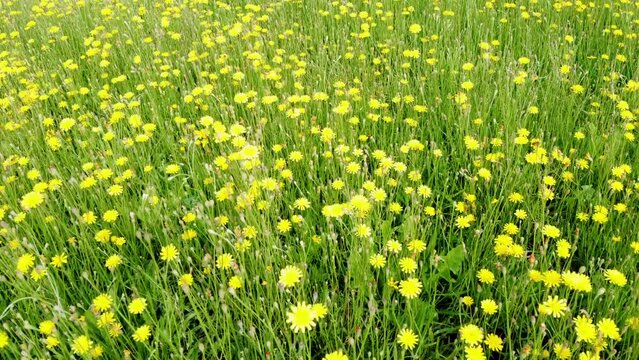 Gelb bl&uuml;hende Wildblumen auf dem Feld, Wiesen-Bocksbart, Tragopogon pratensis, Drohnenperspektive