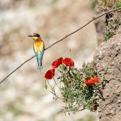 Gruccione posato con fiori
