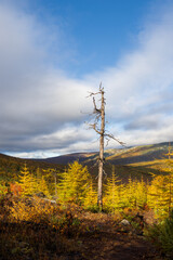 Obraz premium Mountain autumn landscape. View of an old dry tree and larch trees with autumn yellow needles. Coniferous forest in the mountains. Travel and hiking in the wild. Magadan region, Siberia, Russia.