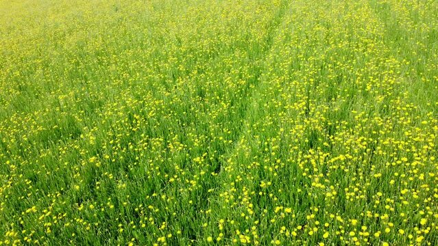 Gelb blühende Wildblumen auf dem Feld, Wiesen-Bocksbart, Tragopogon pratensis, Drohnenperspektive