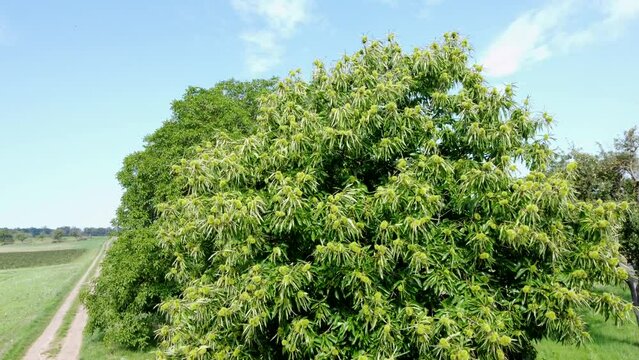 Großer Esskastanienbaum mit Früchten, Castanea sativa, Drohnenperspektive