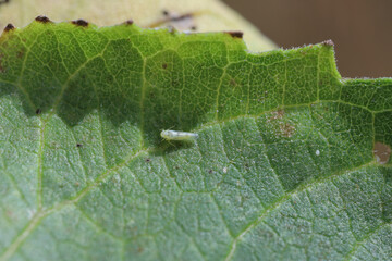 Eupteryx atropunctata Leafhopper (adult insekct) on a sunflower leaf.