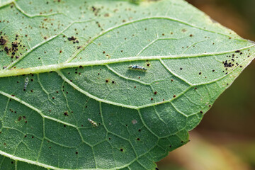 Eupteryx atropunctata Leafhoppers (adult insekcts and larvae - nymphs) on a sunflower leaf.