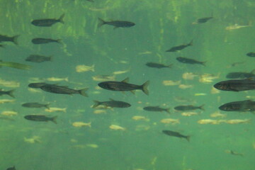 水中を泳ぐ魚たち(ウグイ・アブラハヤ)