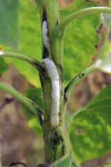Bacterial stalk rot Pectobacterium carotovorum, subsp. carotovorum and P. atrosepticum on sunflower in field.