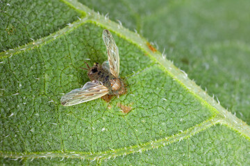 Leafhopper Psammotettix alienus kiled by parasitic, entomopathogenic fungus.