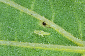 Eupteryx atropunctata Leafhoppers (larva - nymph) on a sunflower leaf.