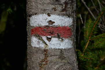 tree trunk with red paint