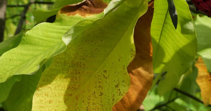 Magnolia branches with green and yellow leaves and with ripe fruits that are beginning to open, some seeds are visible.