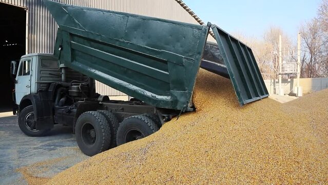 Dump truck dumps grain from its body onto a pile