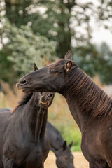 Fototapeta premium Two black gelding horses playing biting rearing in paddock paradise track system