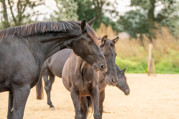 Obraz na płótnie Canvas Two black gelding horses playing biting rearing in paddock paradise track system