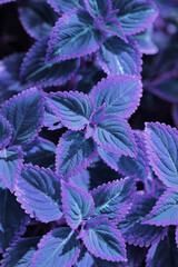 Abstract Closeup of Coleus , Painted Nettle or Plectranthus scutellarioides is Blue and Purple color leaf Plant in the Garden Thailand 