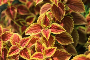 Abstract Closeup of Coleus , Painted Nettle or Plectranthus scutellarioides is Red and orange color leaf Plant in the Garden Thailand 