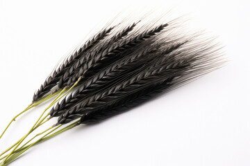 Black wheat paddy on white background. - obrazy, fototapety, plakaty