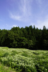 Fototapeta na wymiar 奈良県景観資産　岡田の谷の半夏生園　夏雲