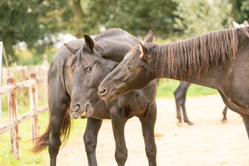 Fototapeta premium Two black gelding horses playing biting rearing in paddock paradise track system