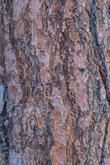 Tree bark