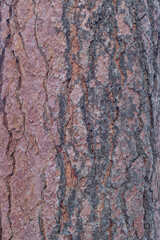 Tree bark