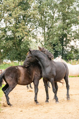 Two black gelding horses playing biting rearing in paddock paradise track system