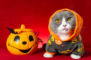 cute british shorthair cat with jack-o-lantern dress