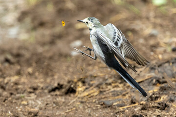 Bachstelze (Motacilla alba) jagt Fliege