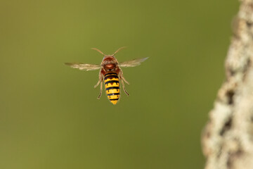 Europäische Hornisse (Vespa crabro)