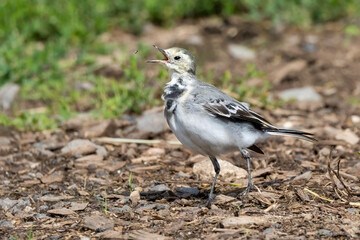 Bachstelze (Motacilla alba) jagt Fliege