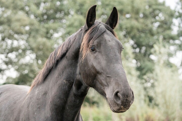 Obraz na płótnie Canvas black horse portrait head close up
