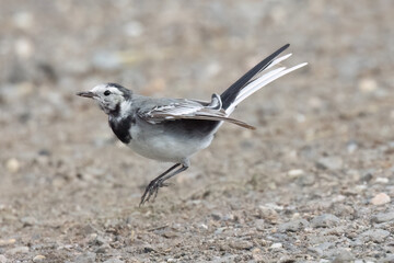 Bachstelze (Motacilla alba) jagt Fliege