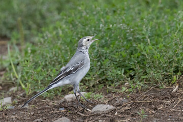 Bachstelze (Motacilla alba) jagt Fliege