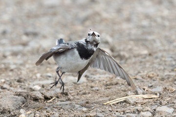 Obraz premium Bachstelze (Motacilla alba) jagt Fliege