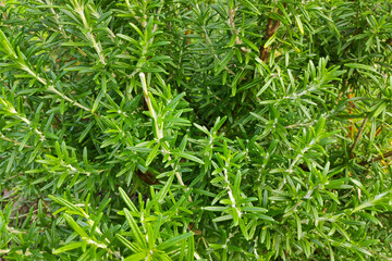Rosemary growing in a kitchen garden