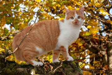 Rot-weiße Katze klettert mit aufmerksamem Blick auf einem Baum