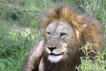 Naklejka na ściany i meble Portrait of a male lion (Panthera leo), Kwazulu Natal Province, South Africa