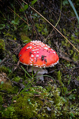 Bystra valley, Western Tatras mountain, Slovakia