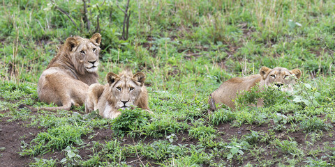 Group of three female lions (Panthera leo) lying on grass, Kwazulu Natal Province, South Africa
